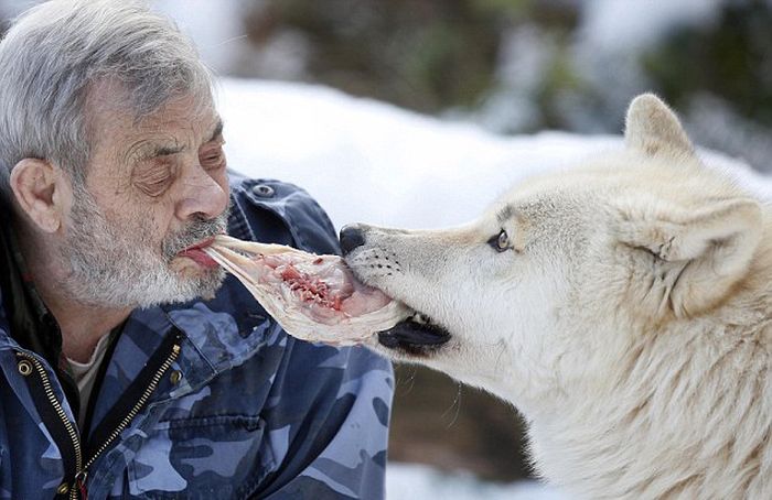 Dining with wolves by Werner Freund