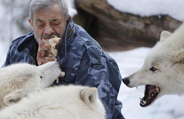 Dining with wolves by Werner Freund
