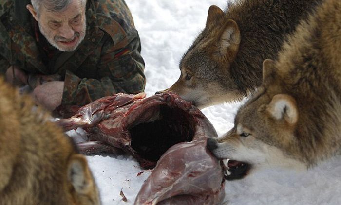 Dining with wolves by Werner Freund