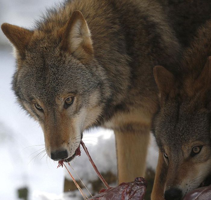 Dining with wolves by Werner Freund