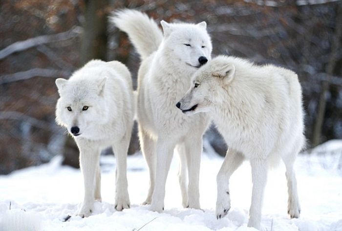 Dining with wolves by Werner Freund