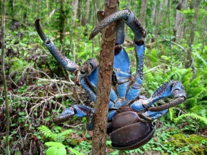 coconut crab