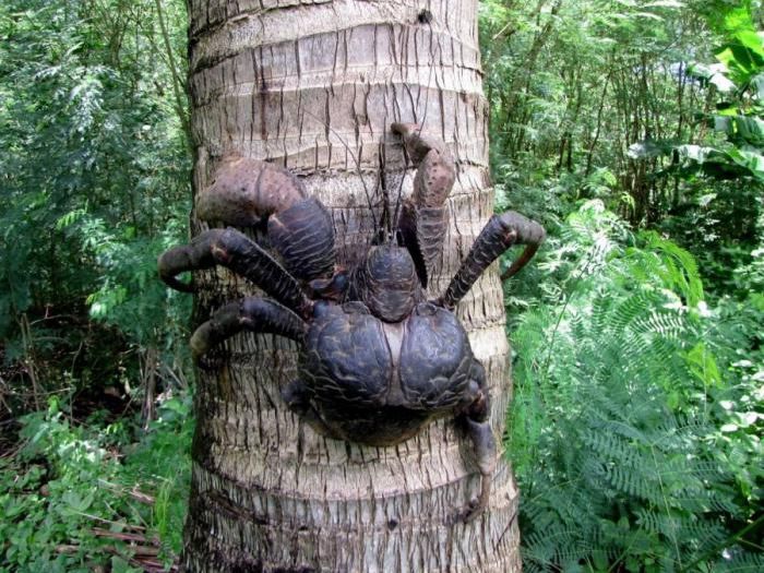 coconut crab