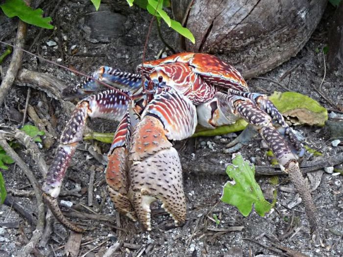 coconut crab