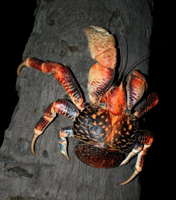 coconut crab