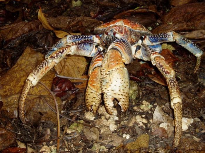 coconut crab