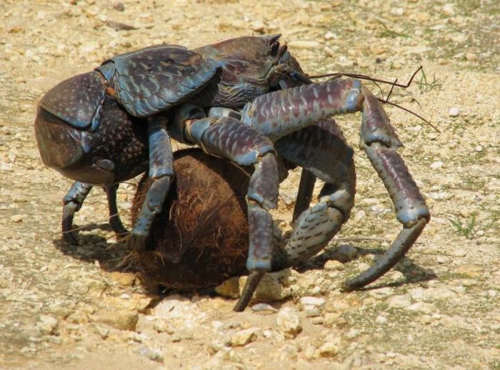 coconut crab