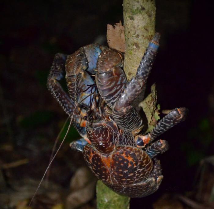 coconut crab