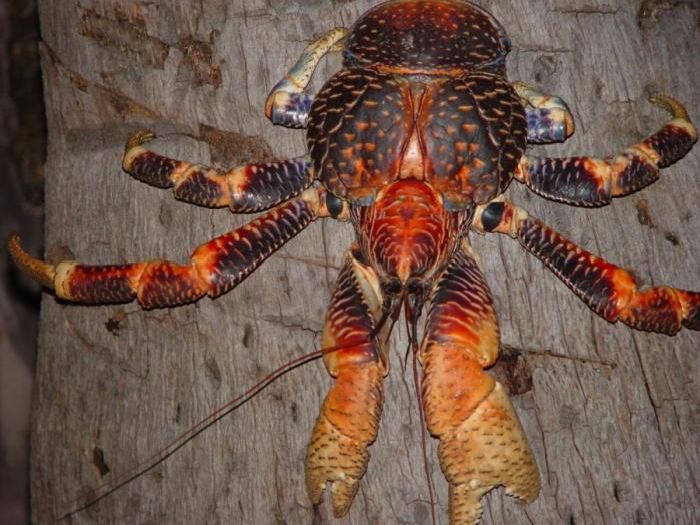 coconut crab