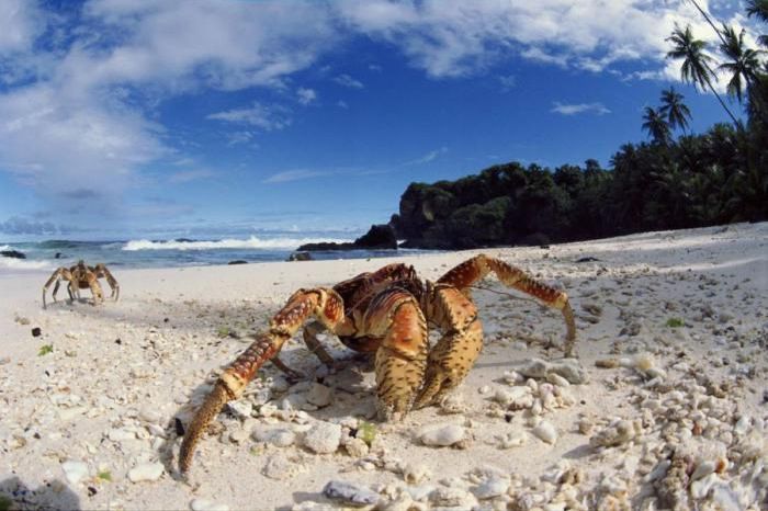 coconut crab