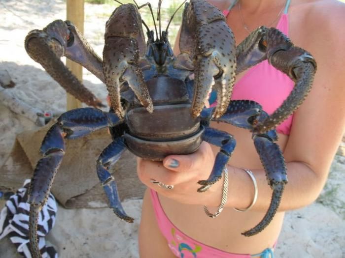 coconut crab