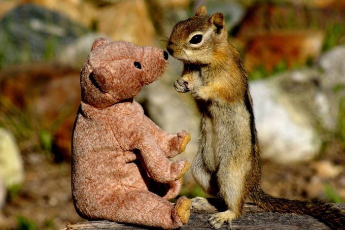 chipmunk with a teddy bear