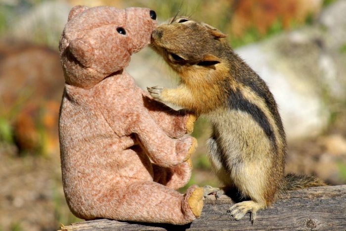 chipmunk with a teddy bear