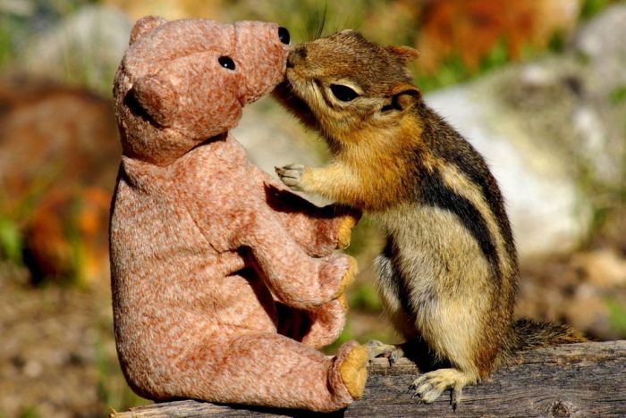 chipmunk with a teddy bear