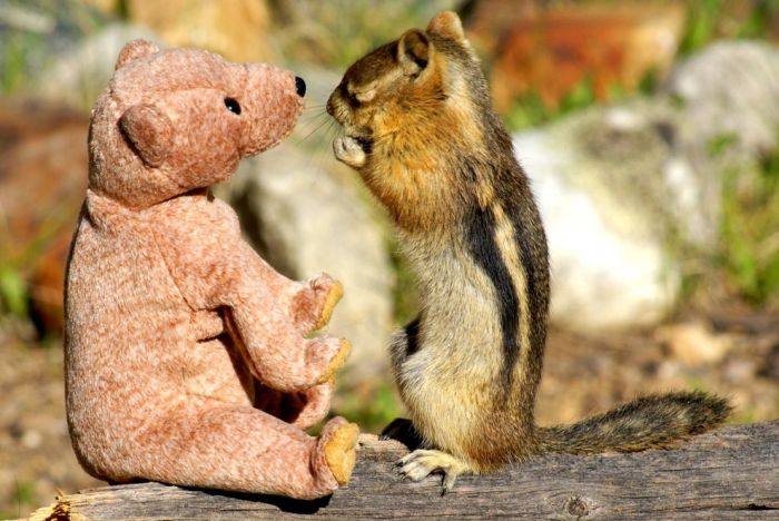 chipmunk with a teddy bear