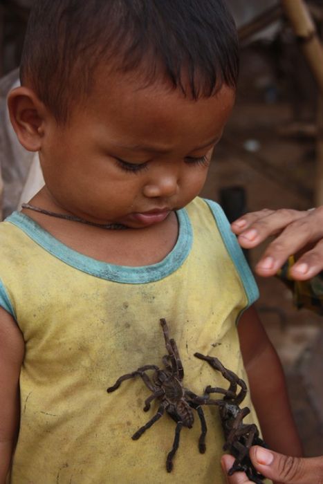 Fried spiders, Skuon, Cambodia