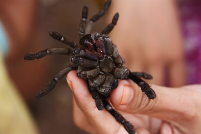 Fried spiders, Skuon, Cambodia