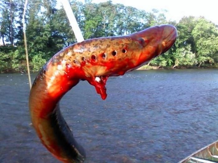 Giant lamprey caught in New Jersey, United States