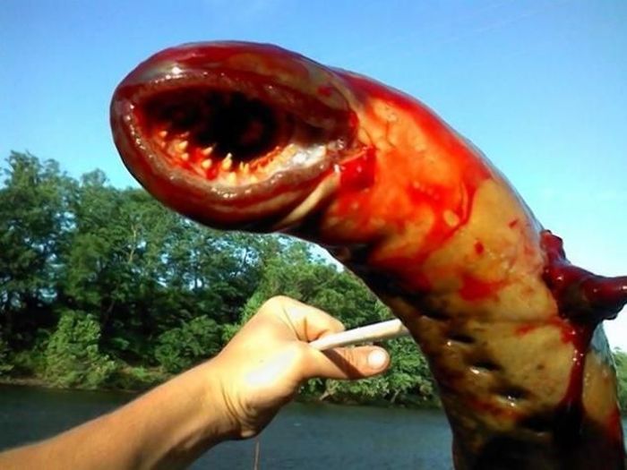 Giant lamprey caught in New Jersey, United States