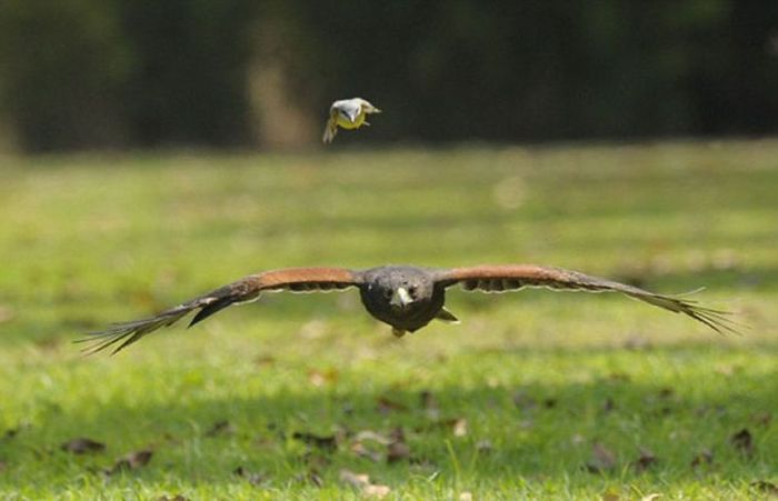 Take bird. Птица атакует. Бесстрашные птички. Отважные птицы. Смелая птица.