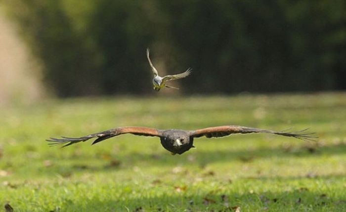 little bird against a hawk