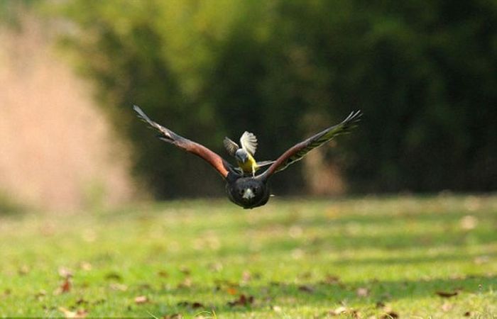 little bird against a hawk