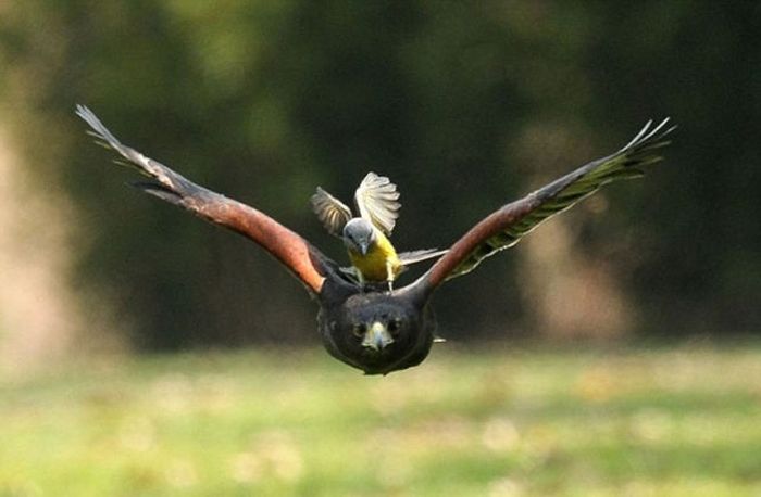 little bird against a hawk