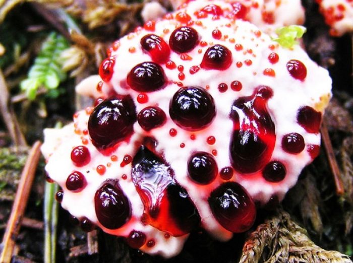 hydnellum peckii fungus