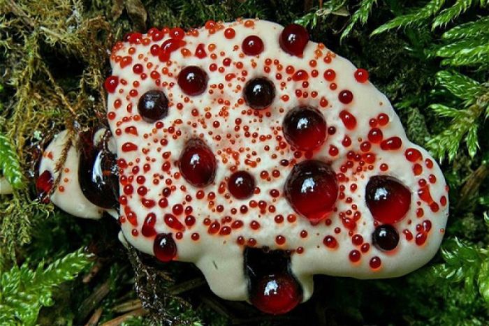 hydnellum peckii fungus