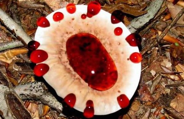 hydnellum peckii fungus