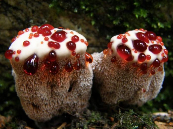 hydnellum peckii fungus