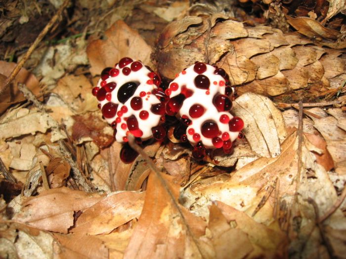 hydnellum peckii fungus