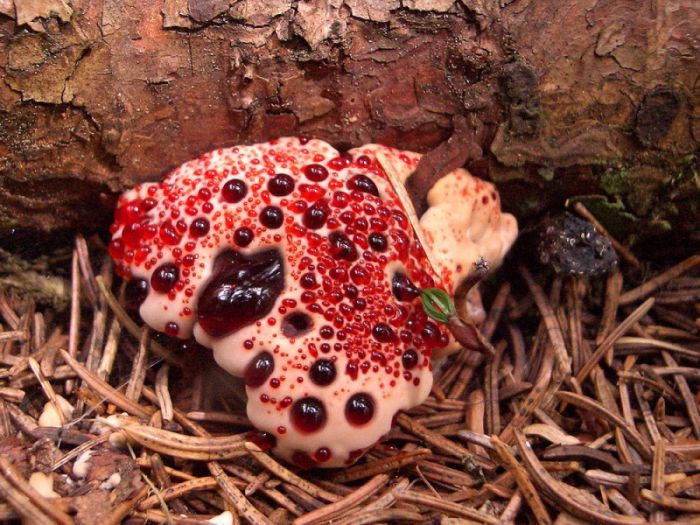 hydnellum peckii fungus