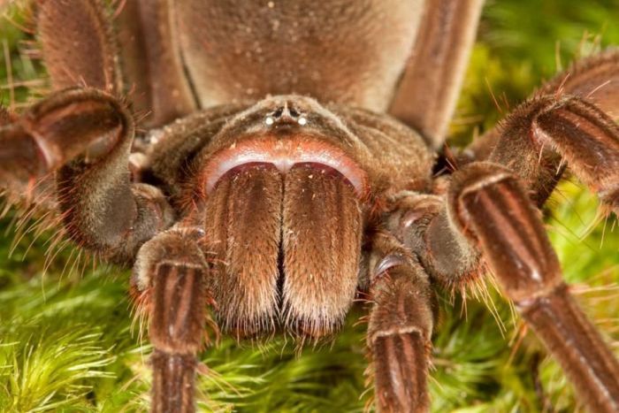 goliath birdeater spider