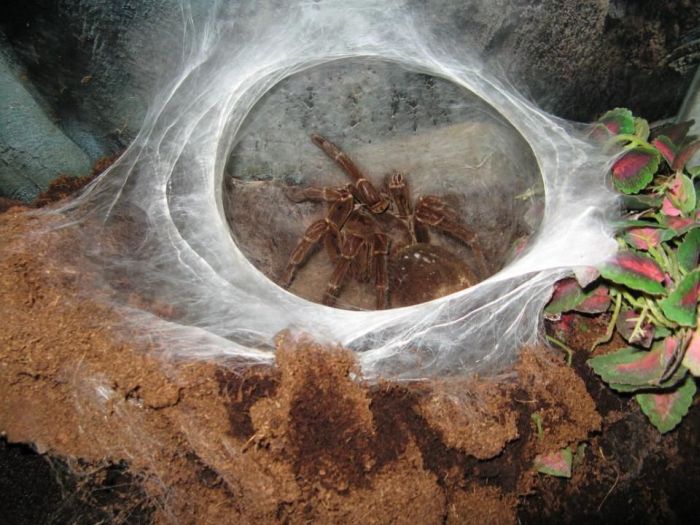 goliath birdeater spider