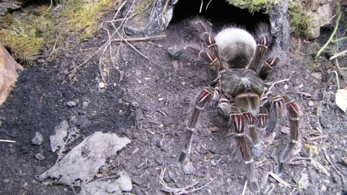 goliath birdeater spider