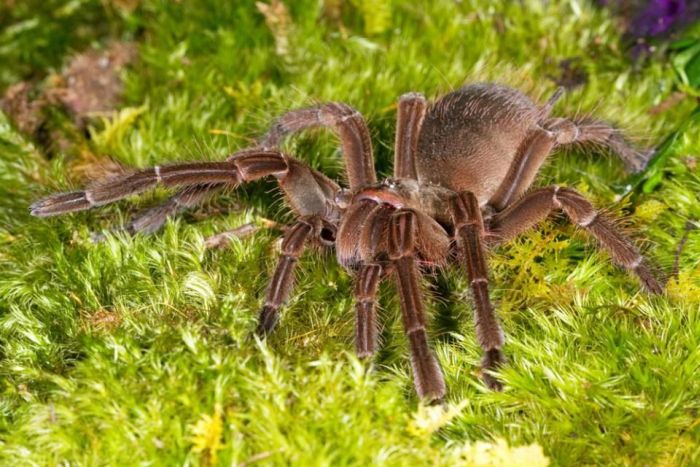 goliath birdeater spider