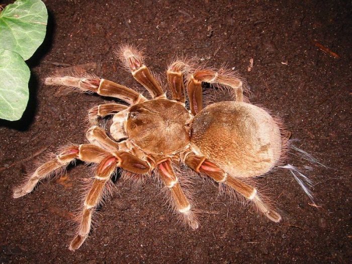 goliath birdeater spider