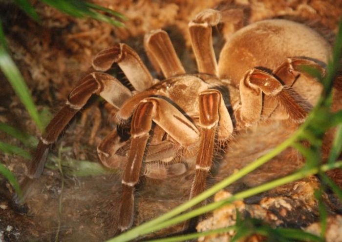 goliath birdeater spider