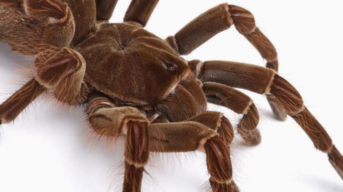 goliath birdeater spider