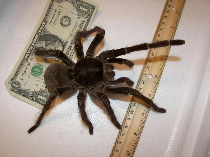 goliath birdeater spider