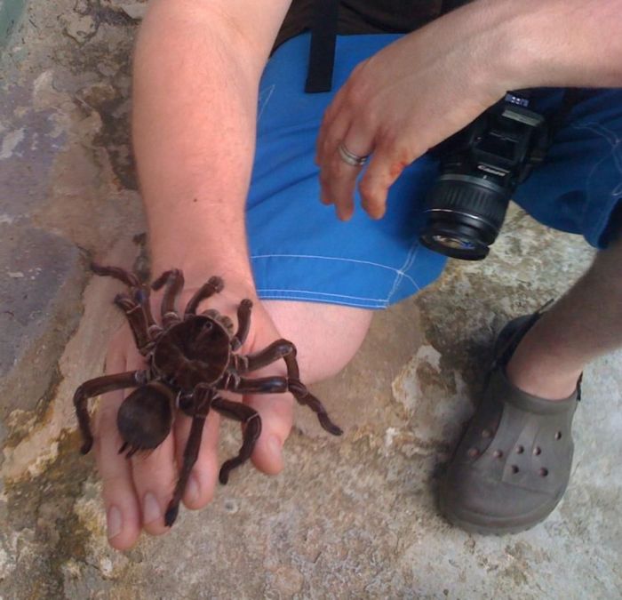 goliath birdeater spider