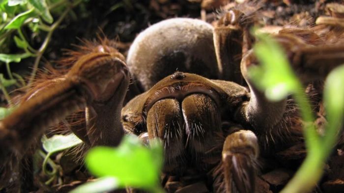 goliath birdeater spider