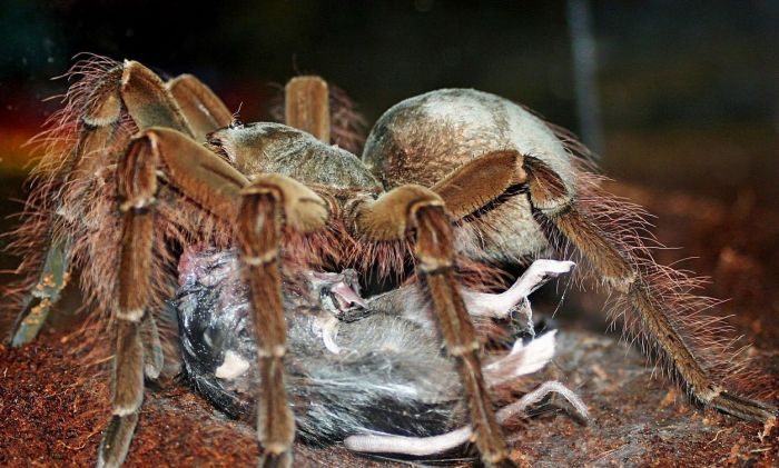 goliath birdeater spider