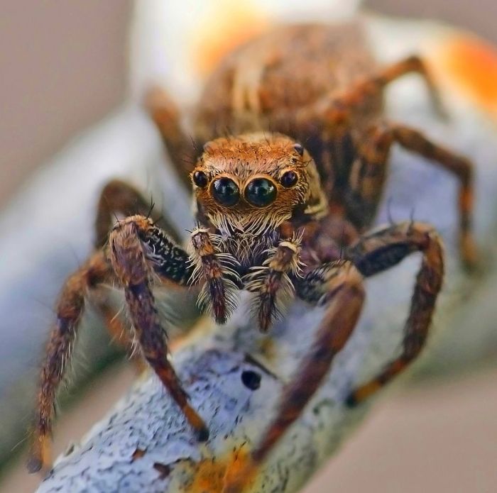 goliath birdeater spider