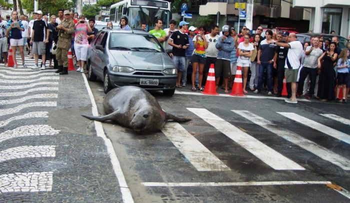 Sea lion on the street, Balneário Camboriú, Brazil