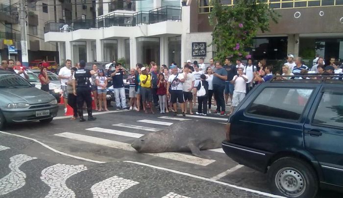 Sea lion on the street, Balneário Camboriú, Brazil