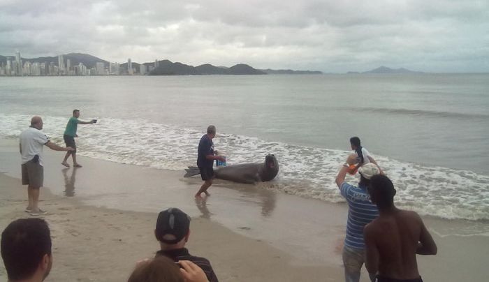 Sea lion on the street, Balneário Camboriú, Brazil