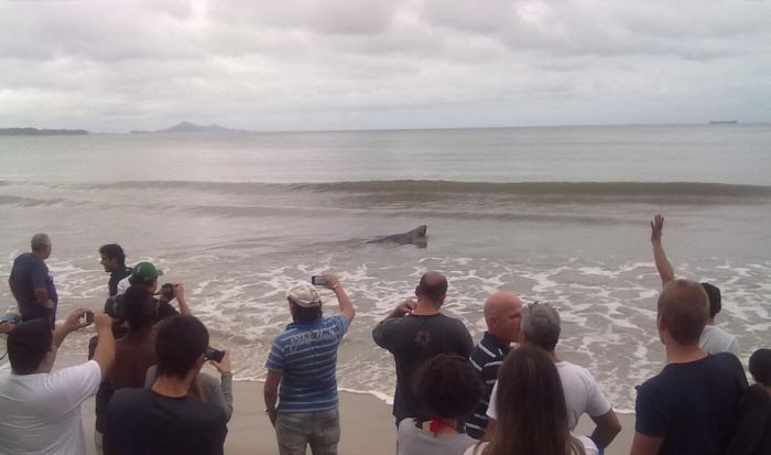 Sea lion on the street, Balneário Camboriú, Brazil