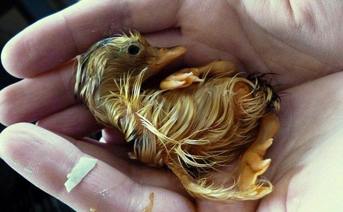 birth of a duckling